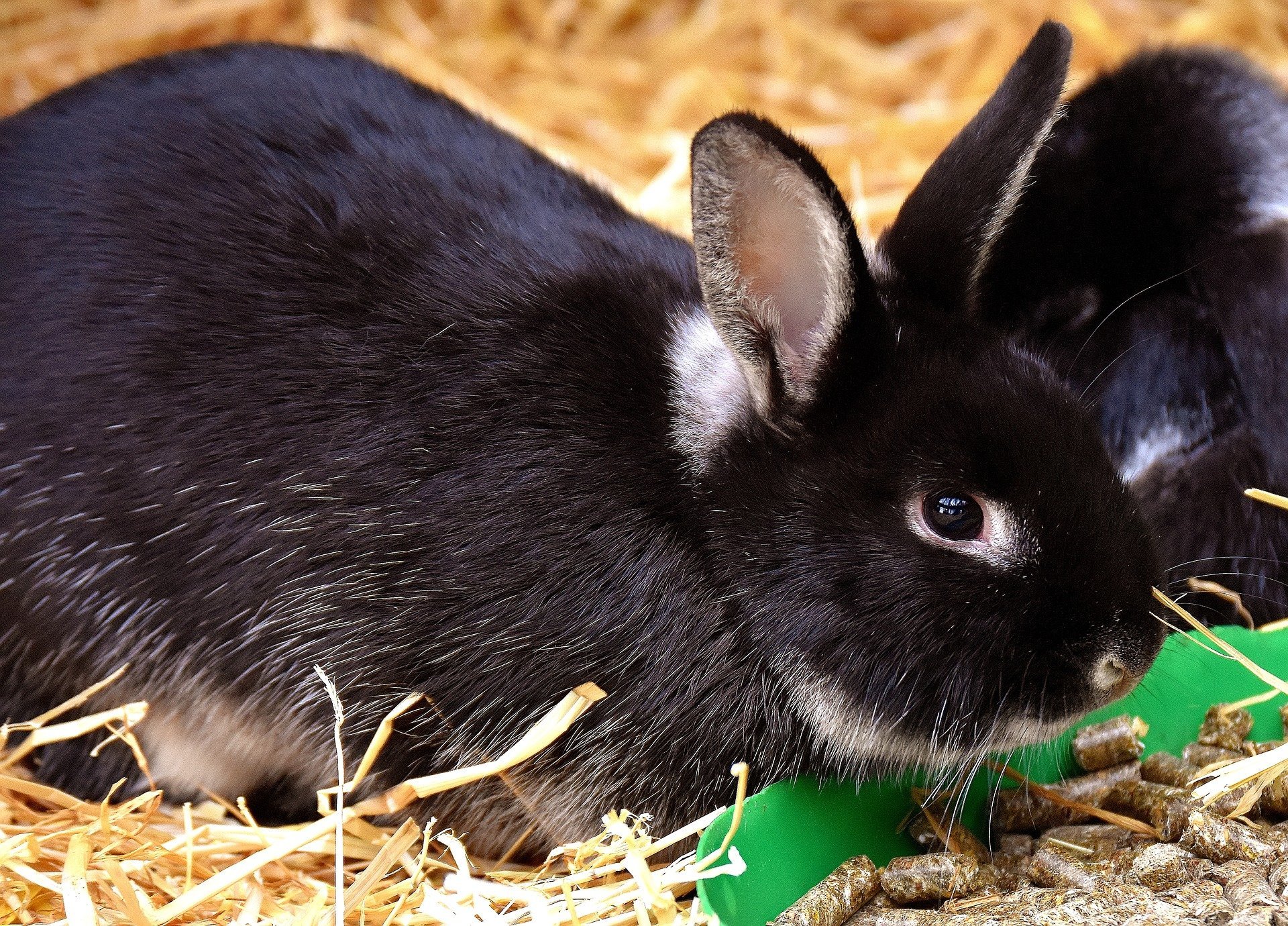 how to get them to eat their pellets and not sit in it? : r/Rabbits