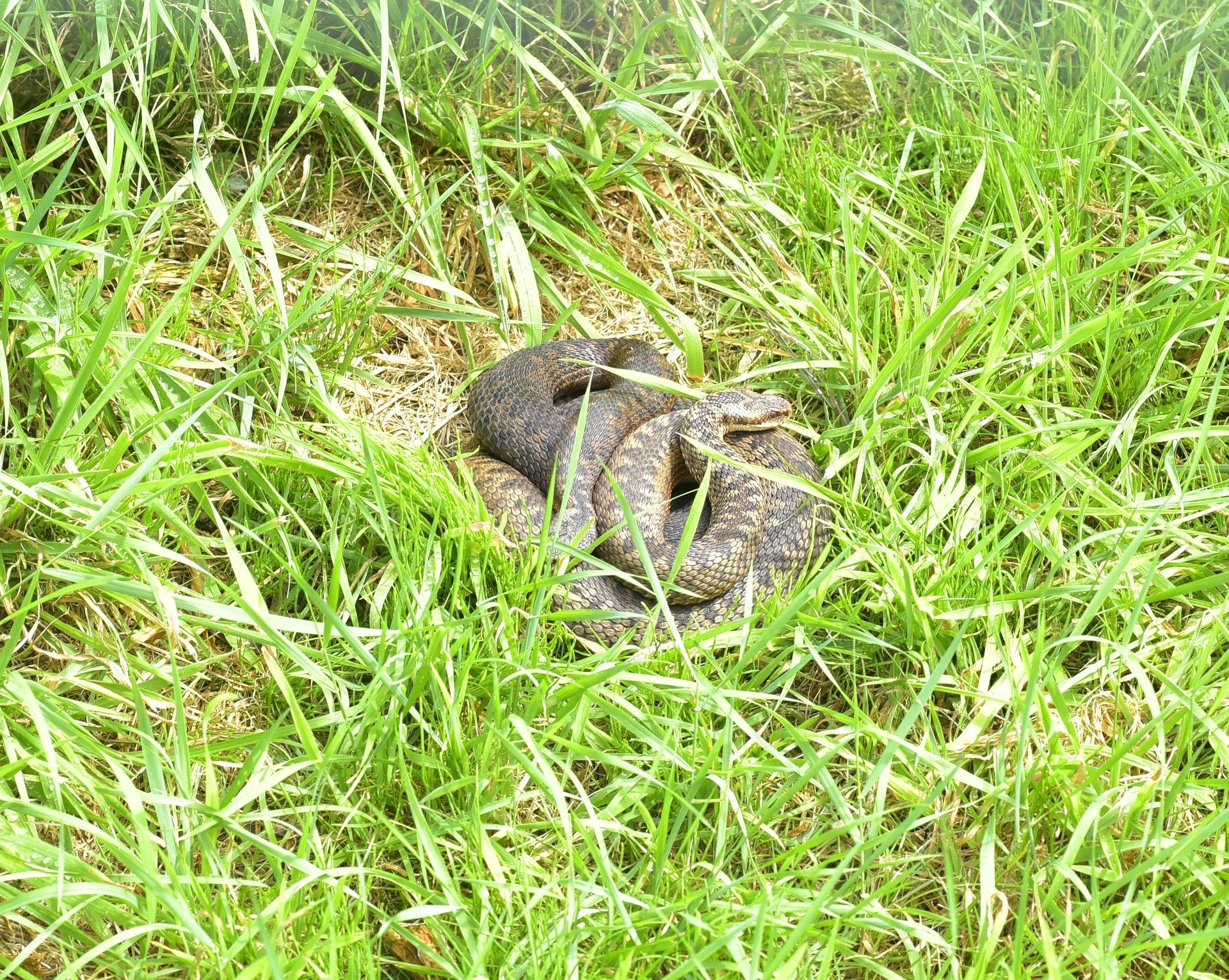 can grass snakes hurt dogs