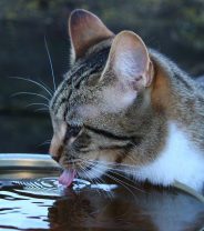 Why is my cat drinking so much?