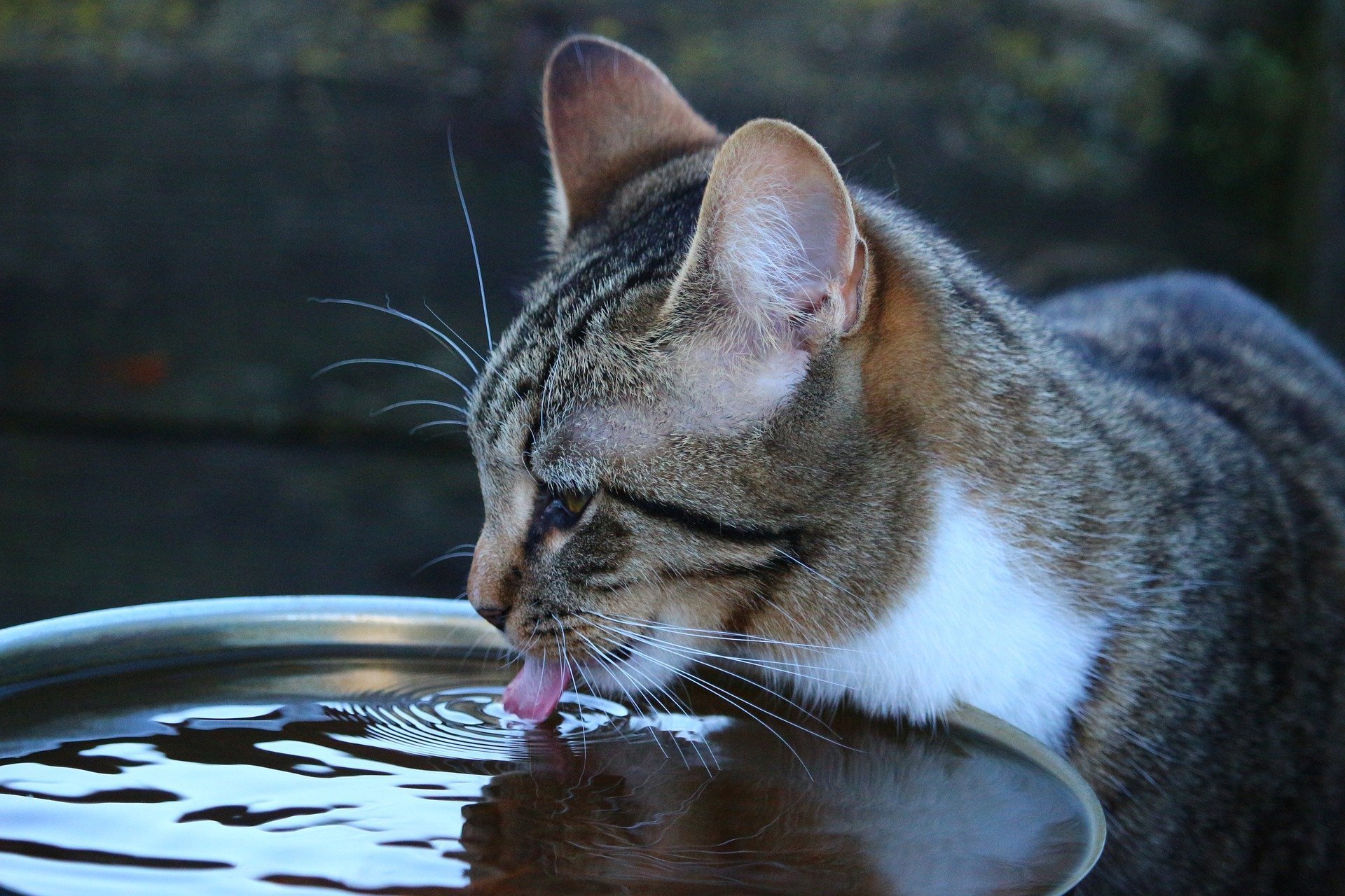 cat drinking more than usual