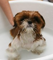 Why shouldn’t I use a human shampoo on my dog?