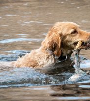 Leptospirosis - a real threat in Sydney’s suburbs?