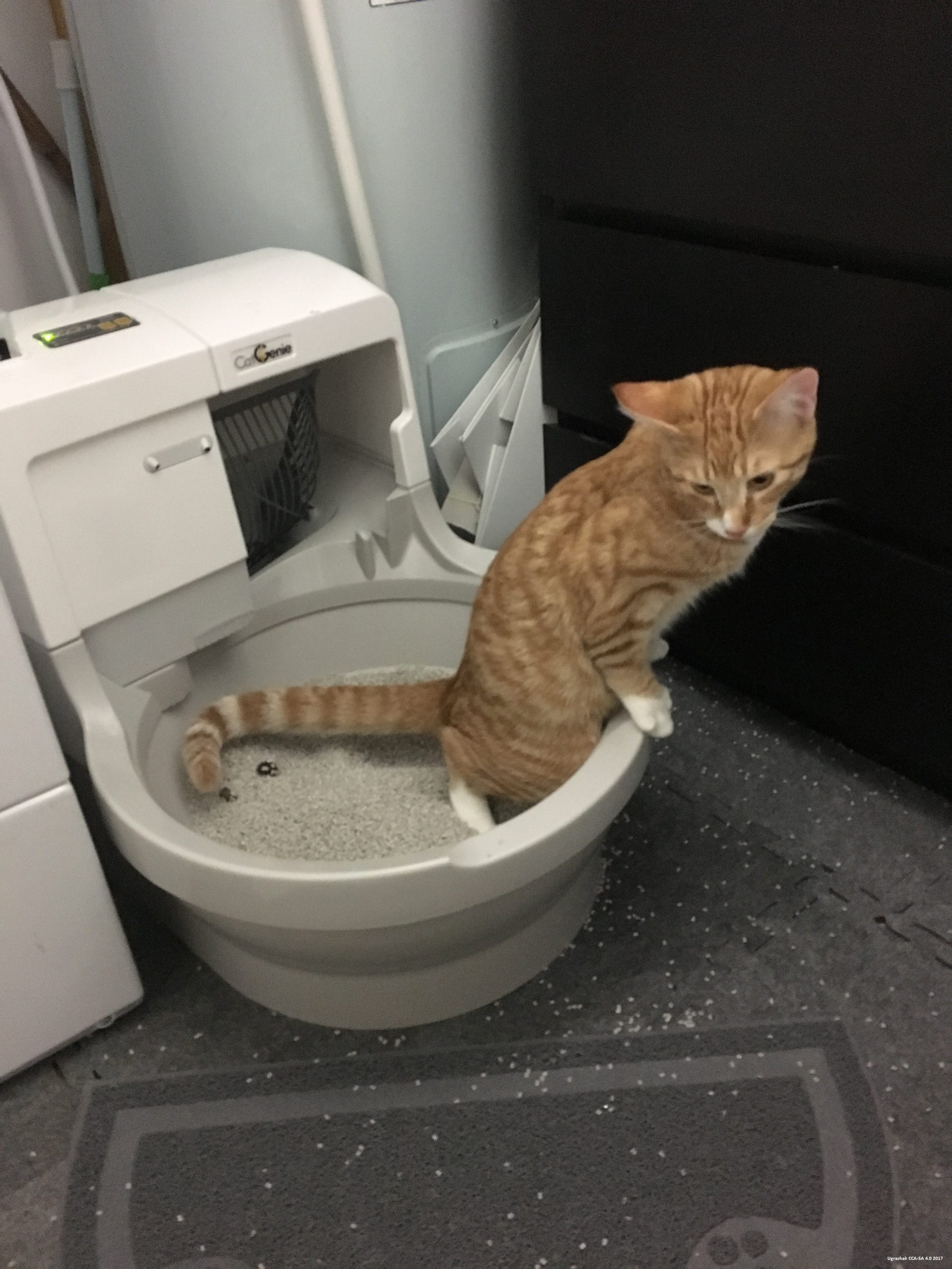 What To Do If My Cat Is Constipated And Throwing Up