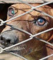 10 things you need to know about puppy farming