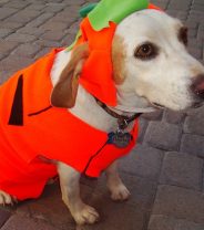 What do I need to consider when I dress up my dog for Halloween?