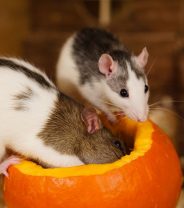 Can you catch any diseases from pet rats?