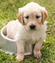 10 First Steps for First time Puppy Owners