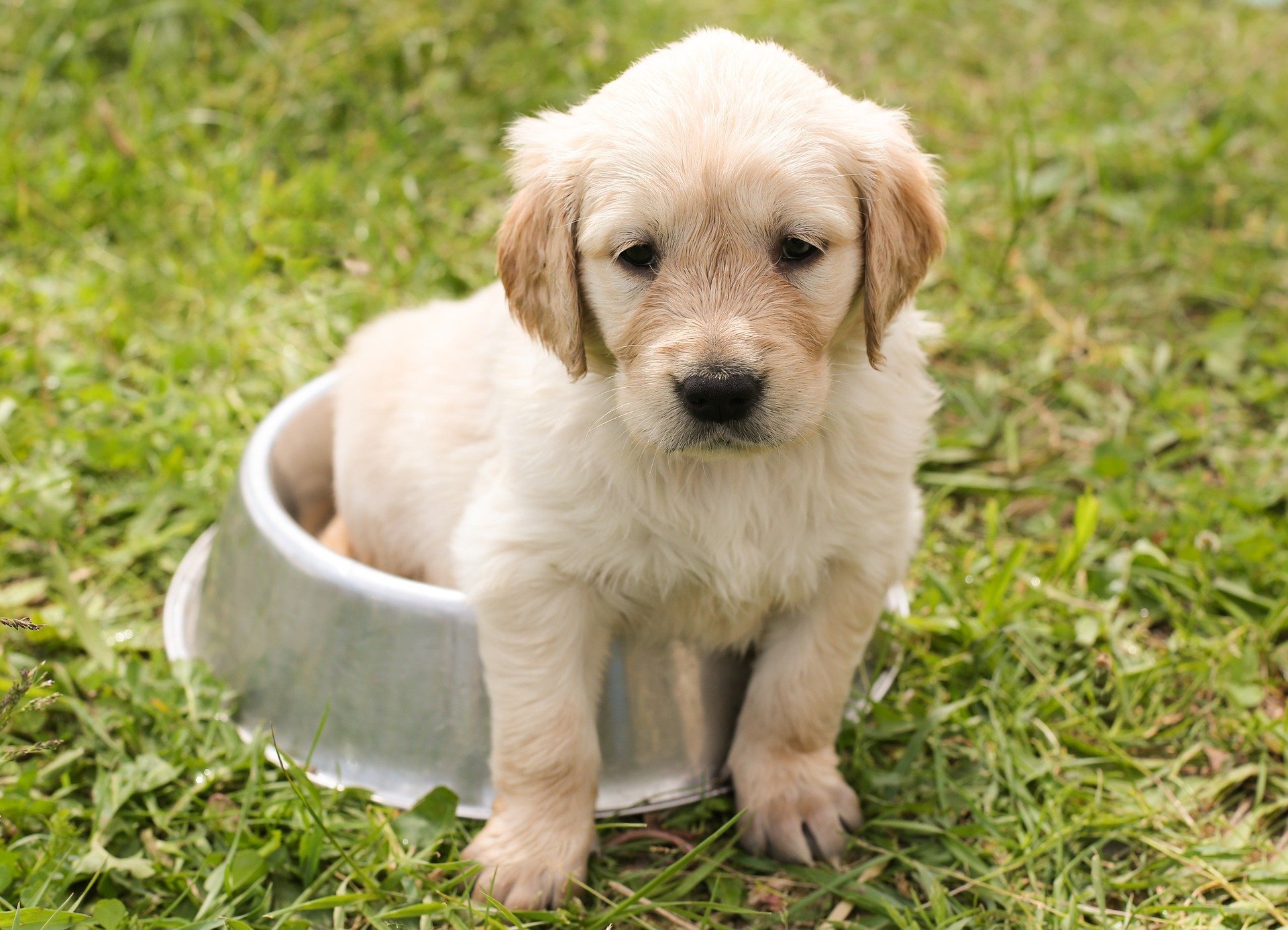 how should you greet a dog for the first time