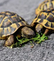 When Do Tortoises Hibernate? A Vet's Guide To Tortoise Hibernation.