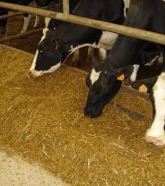 Cows on dairy farms - what’s the truth?