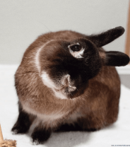 Why is my rabbit lopsided?