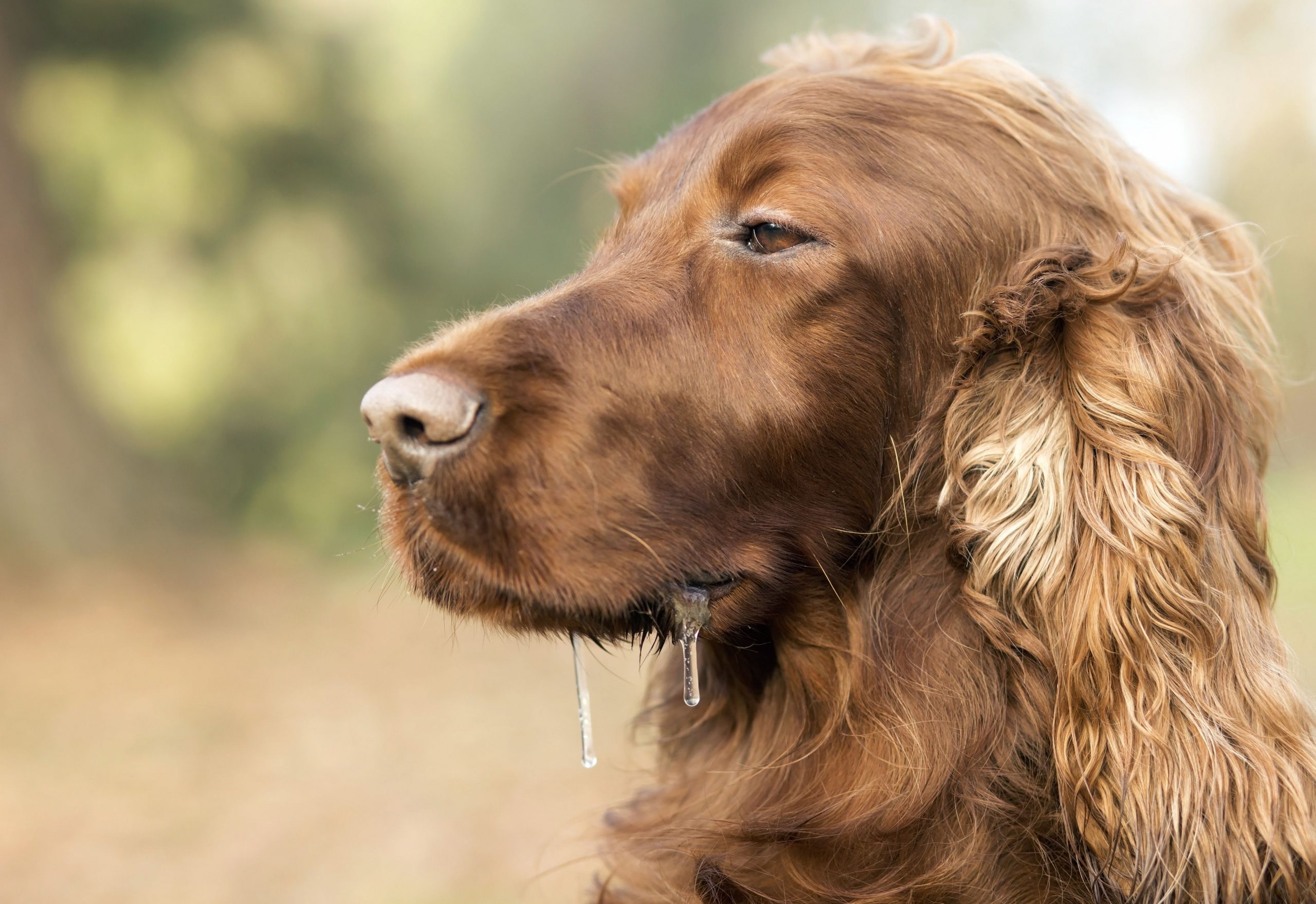 why do dogs slobber a lot