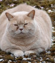 What is Fatty Liver Disease in cats and how is it treated?