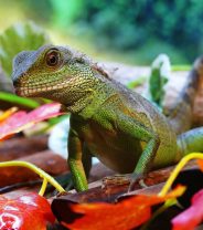 First steps for first-time reptile owners