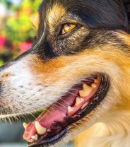Fact Vs Myth: Dental Disease in Pets