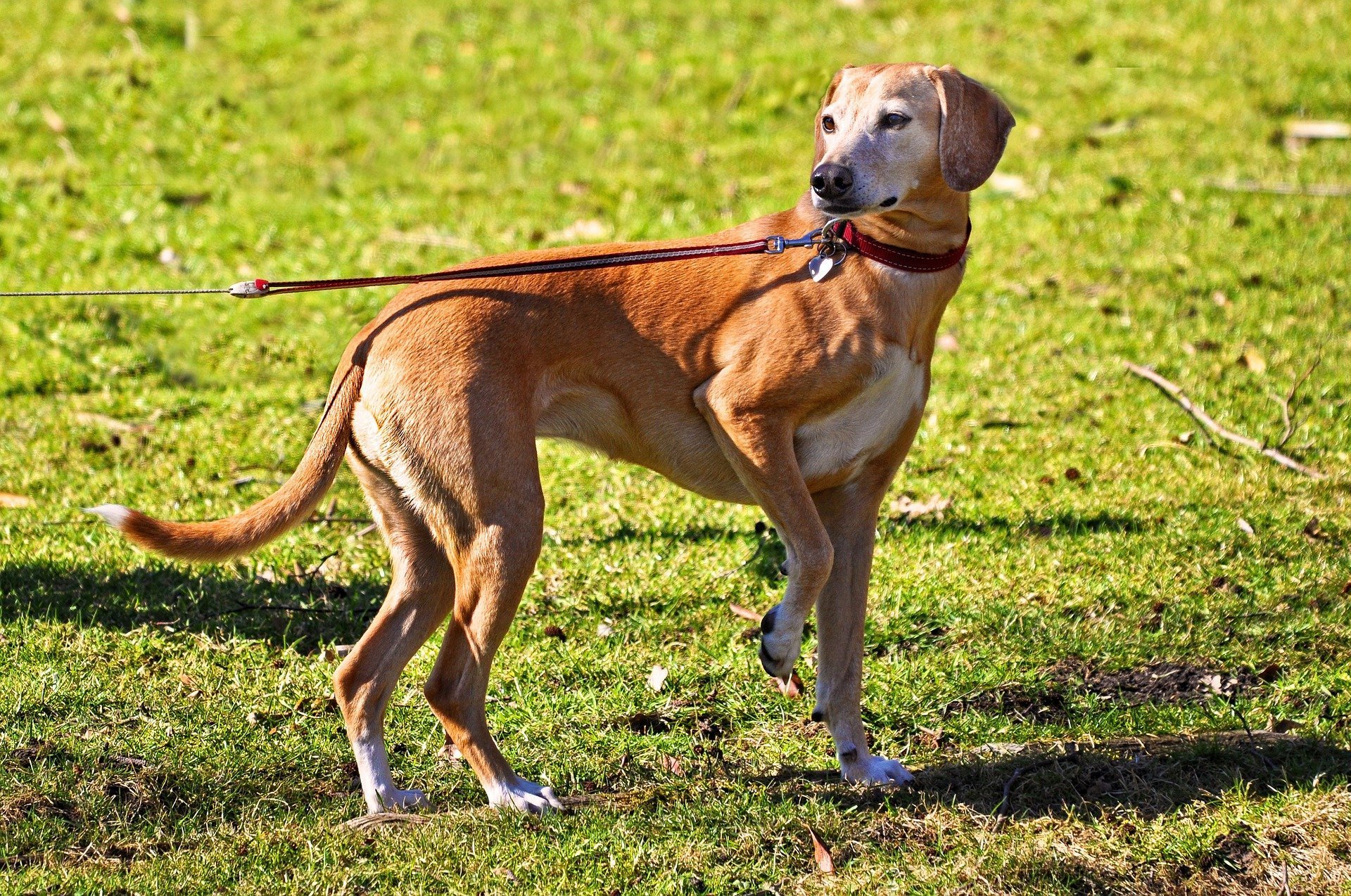 lama dog breed