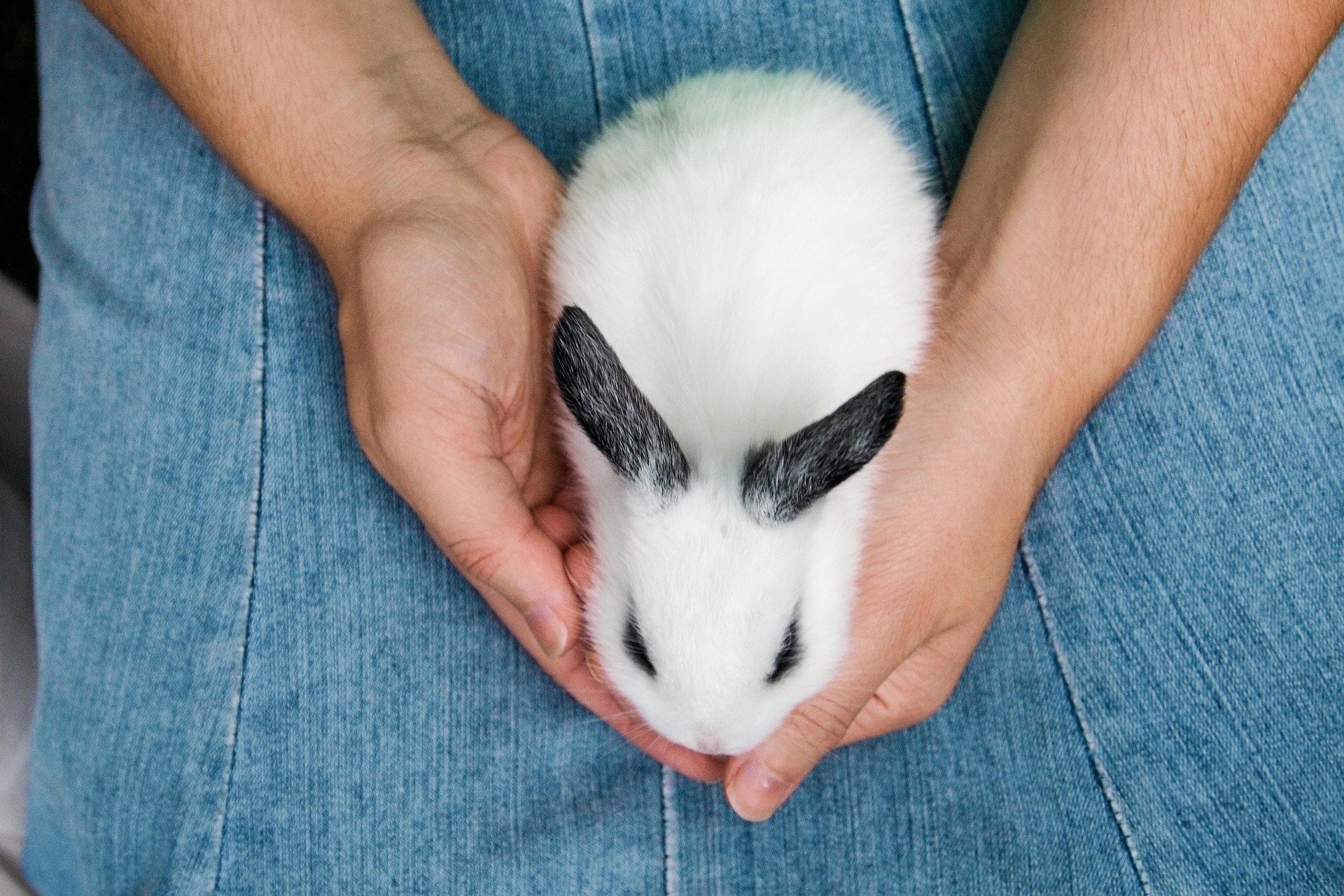 how to train a dog not to attack rabbits