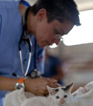 The restrictions on Veterinary Practices in the UK are going to be loosened