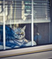 Cats and Coronavirus - Indoors or Out?