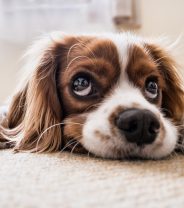 Will puppies brought during Coronavirus be more likely to get separation anxiety later?