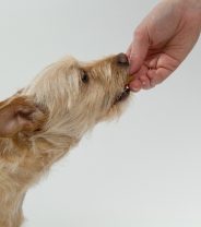 Do dogs get food allergies?