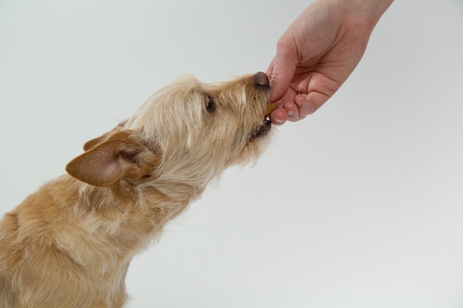Do dogs get food allergies? Vet Help Direct