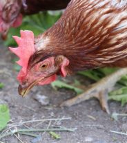 Caring for pet chickens in the time of coronavirus