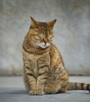 What is pancreatitis in cats?