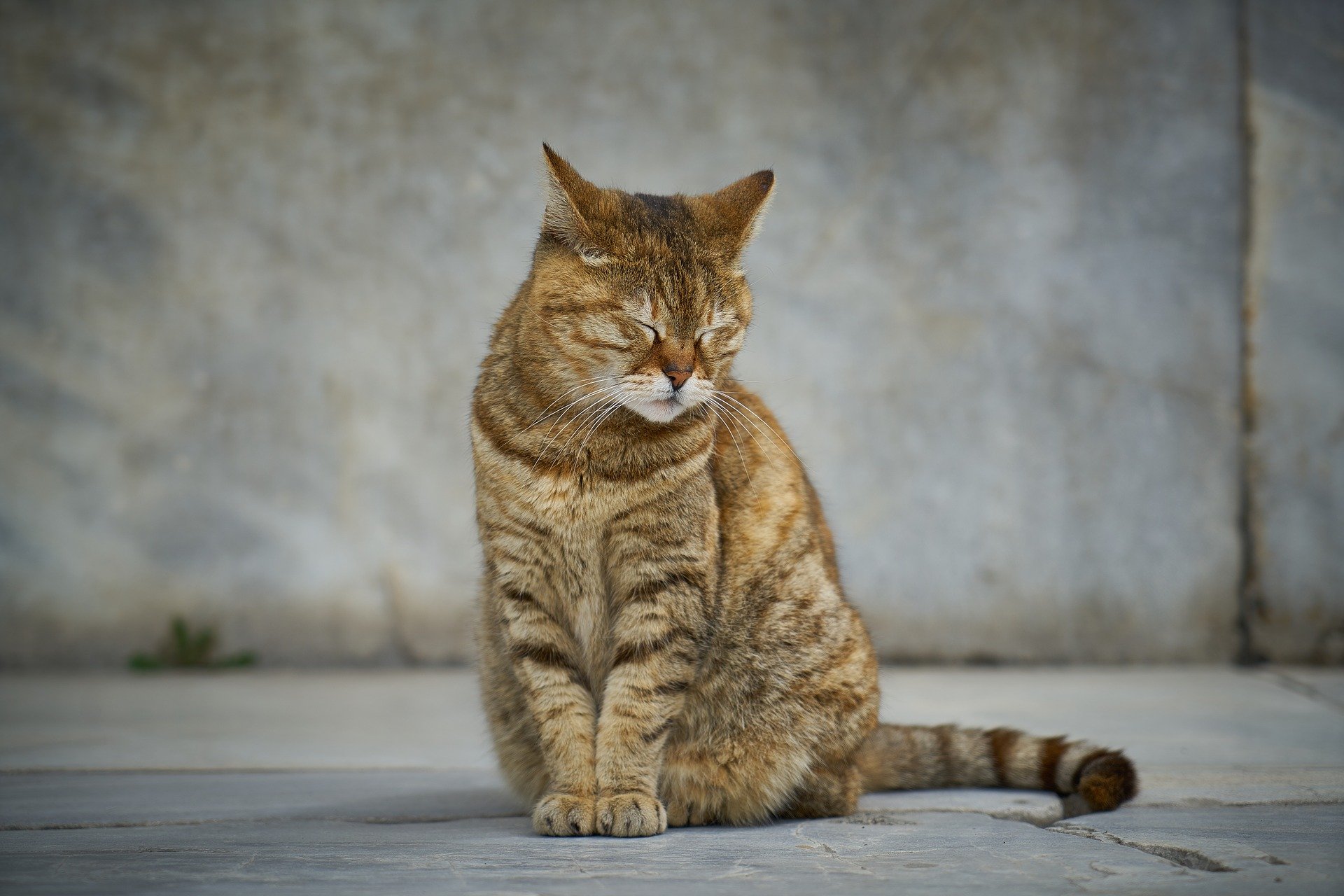 What Is Pancreatitis In Cats? | Symptom & Treatment - Vet Help Direct