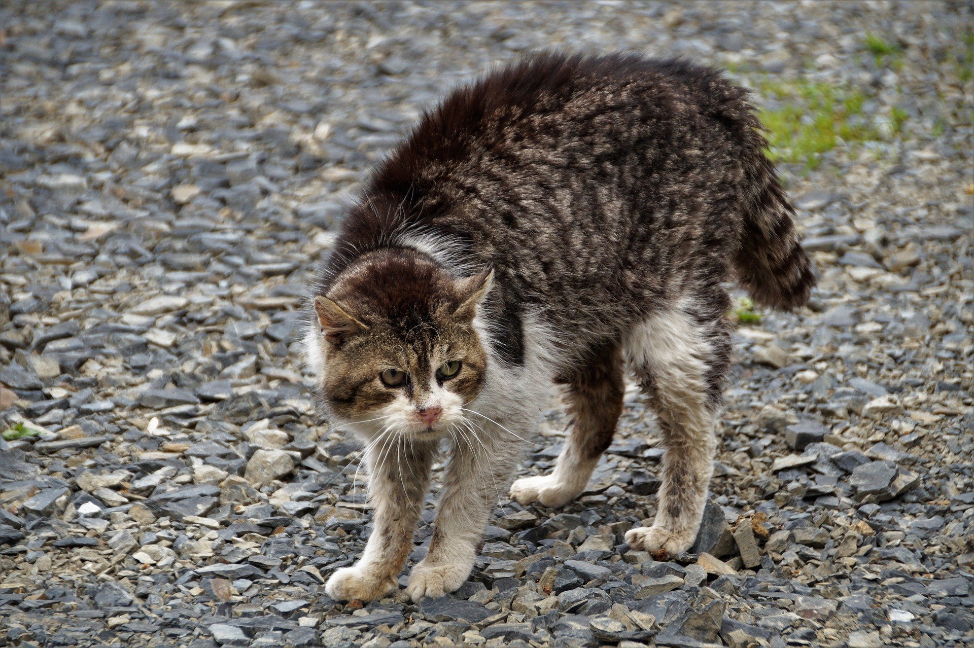 can-cats-have-an-overactive-thyroid-vet-help-direct