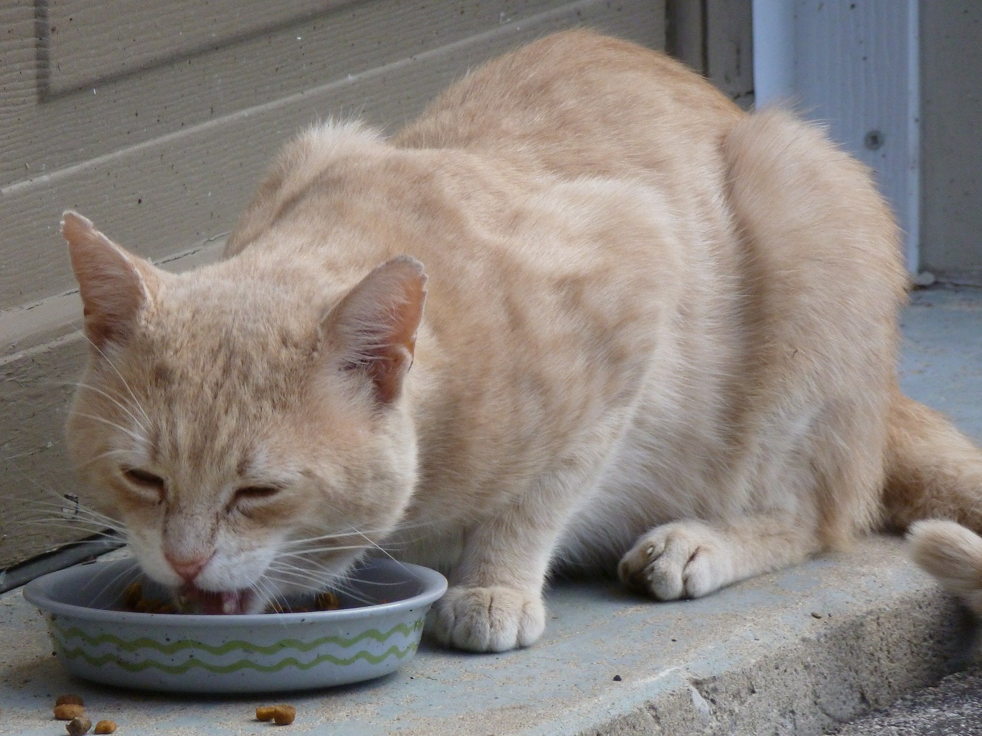 Kitten eats too on sale fast and throws up