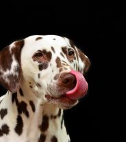 Why does my dog keep licking?