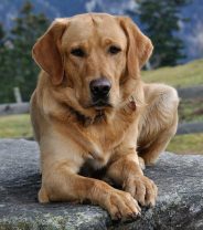 New study reveals 5 breeds of dog most at risk of elbow disease