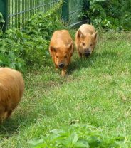 What Is a Micropig and should I get one?