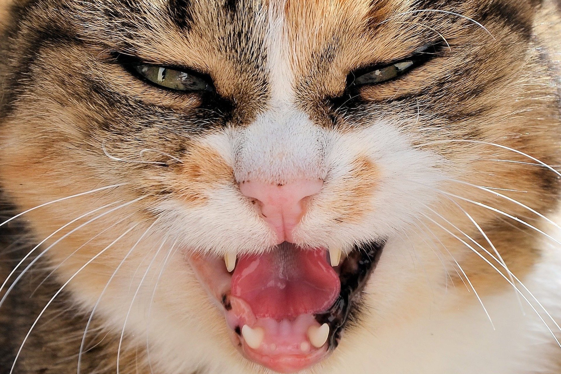 Domestic angry cat sitting in front of entry door. Kitten is