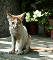 Overactive thyroids in cats