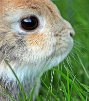 My rabbit has toothache – what can I do?