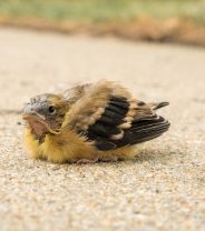 I Found a Baby Bird – What Should I Do Now?