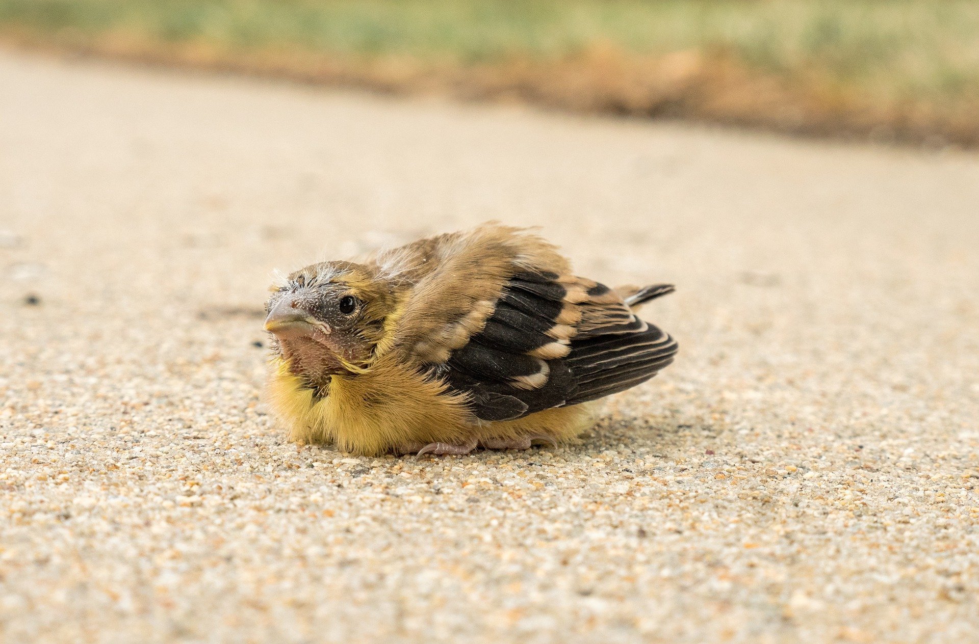 When To Help A Baby Bird, And When To Leave It Alone
