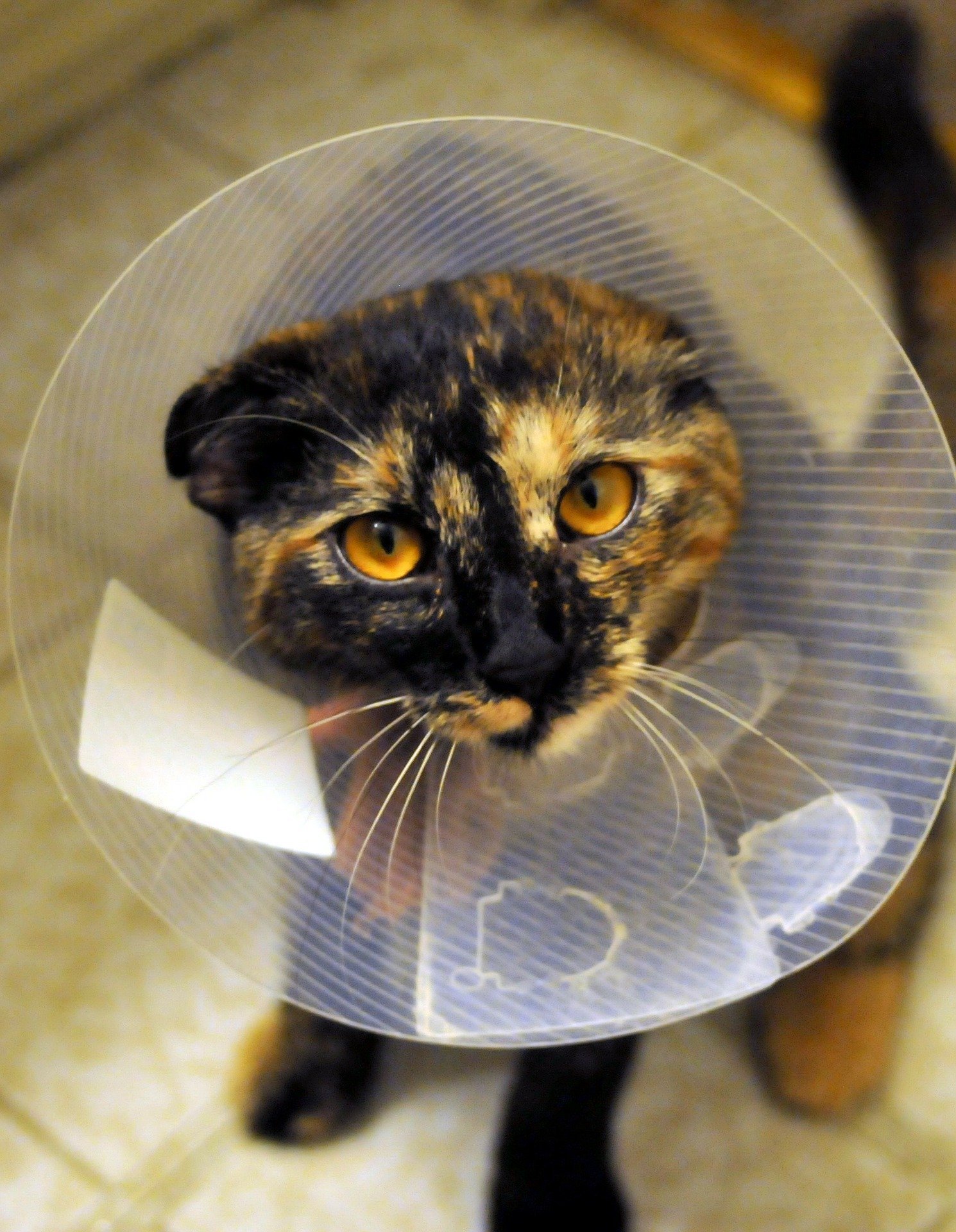  Flank Or Midline Should You Care Which Way Your Vet Spays Your Cat 