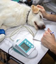Blood pressure problems in dogs and cats