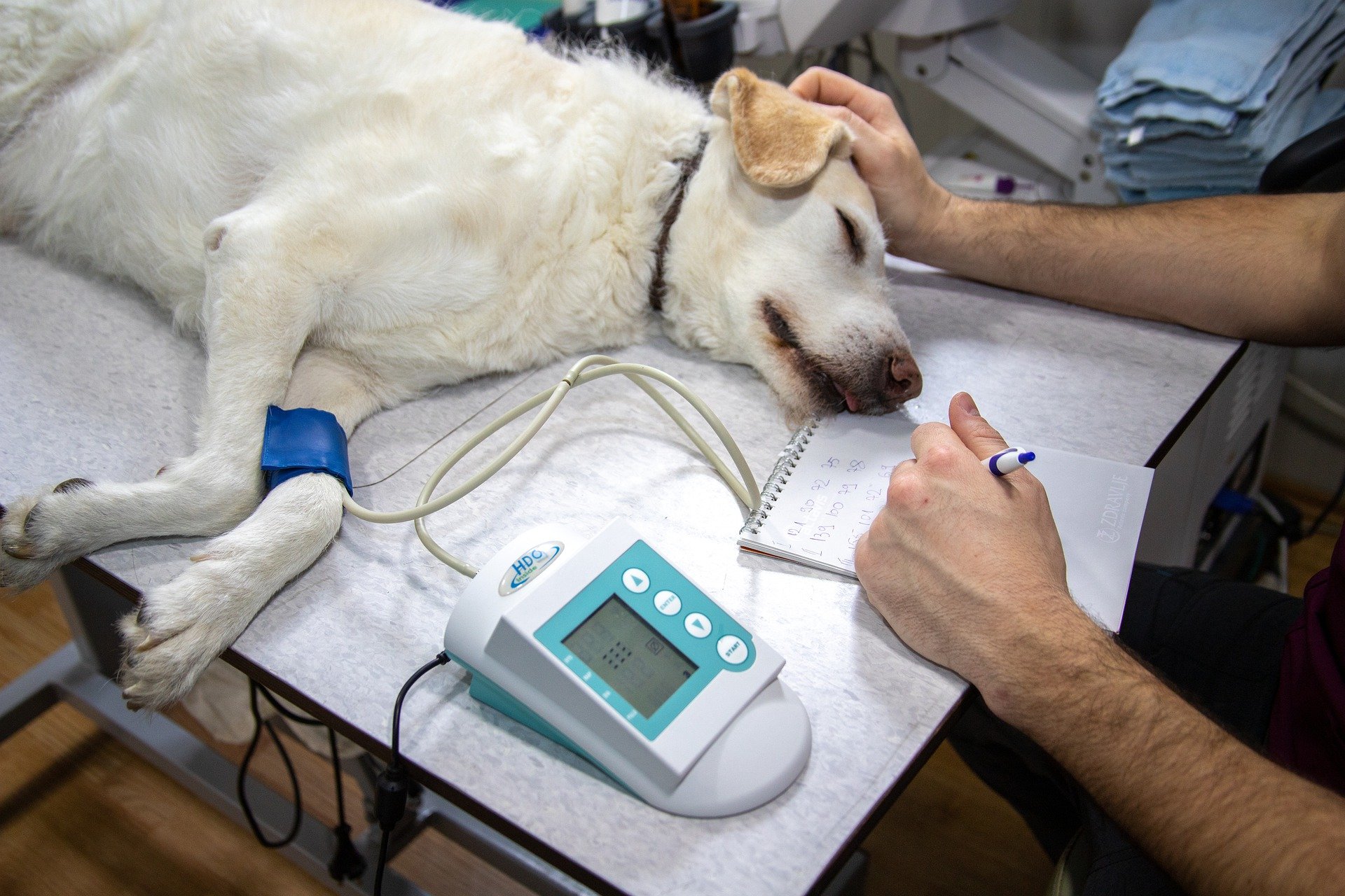 Blood pressure problems in dogs and cats - Vet Help Direct