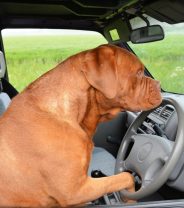 Should My Dog Wear a Seatbelt?