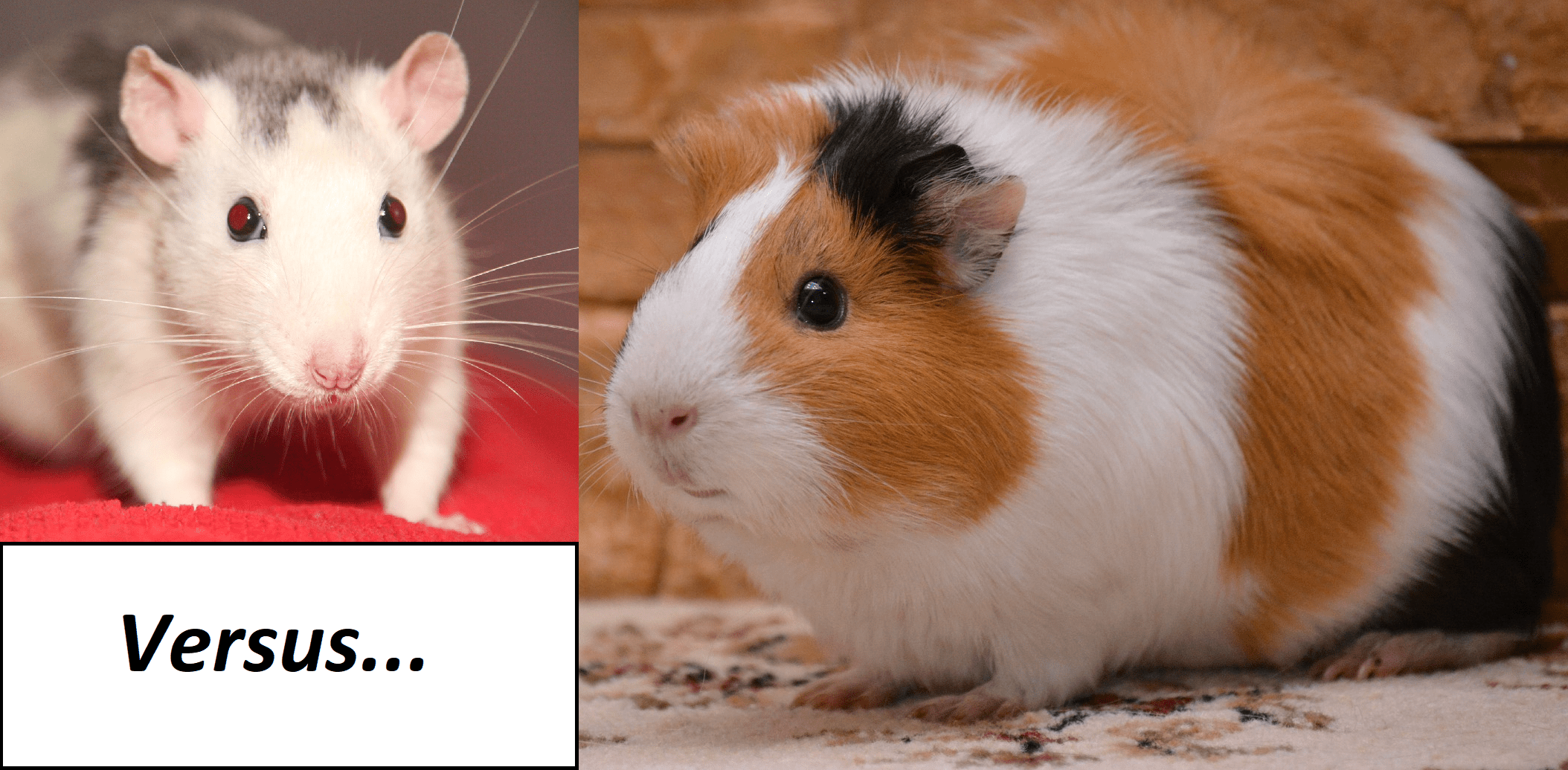 Guinea pig cheap and rat