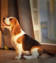 Bringing a new puppy into your home - Dos and Don'ts