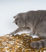 How much insurance cover should I get for my cat?