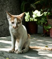 Chronic kidney disease in cats