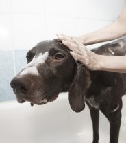 How Often Do Dogs Need Grooming?