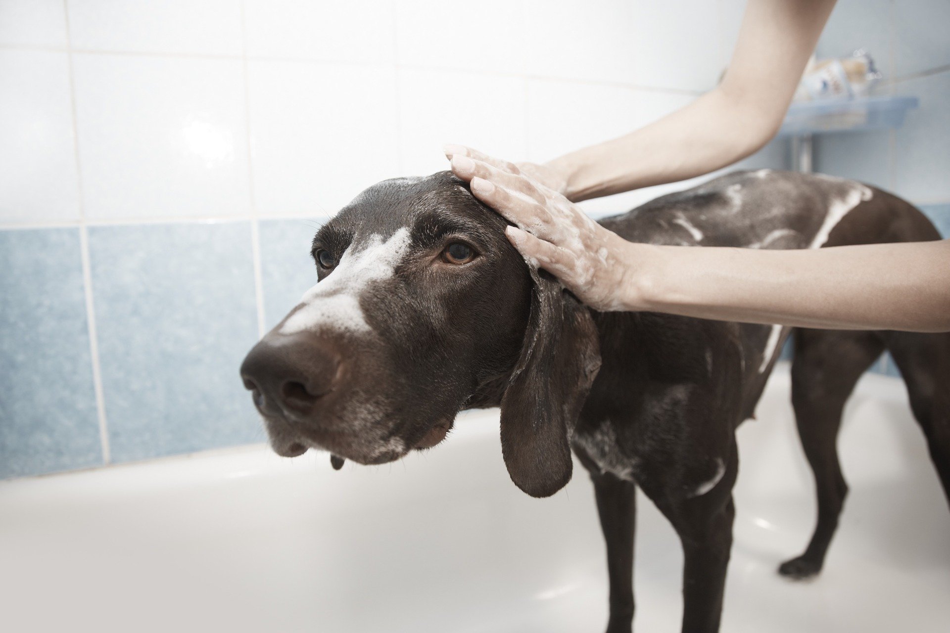 How Often Do Dogs Need Grooming? - Vet Help Direct