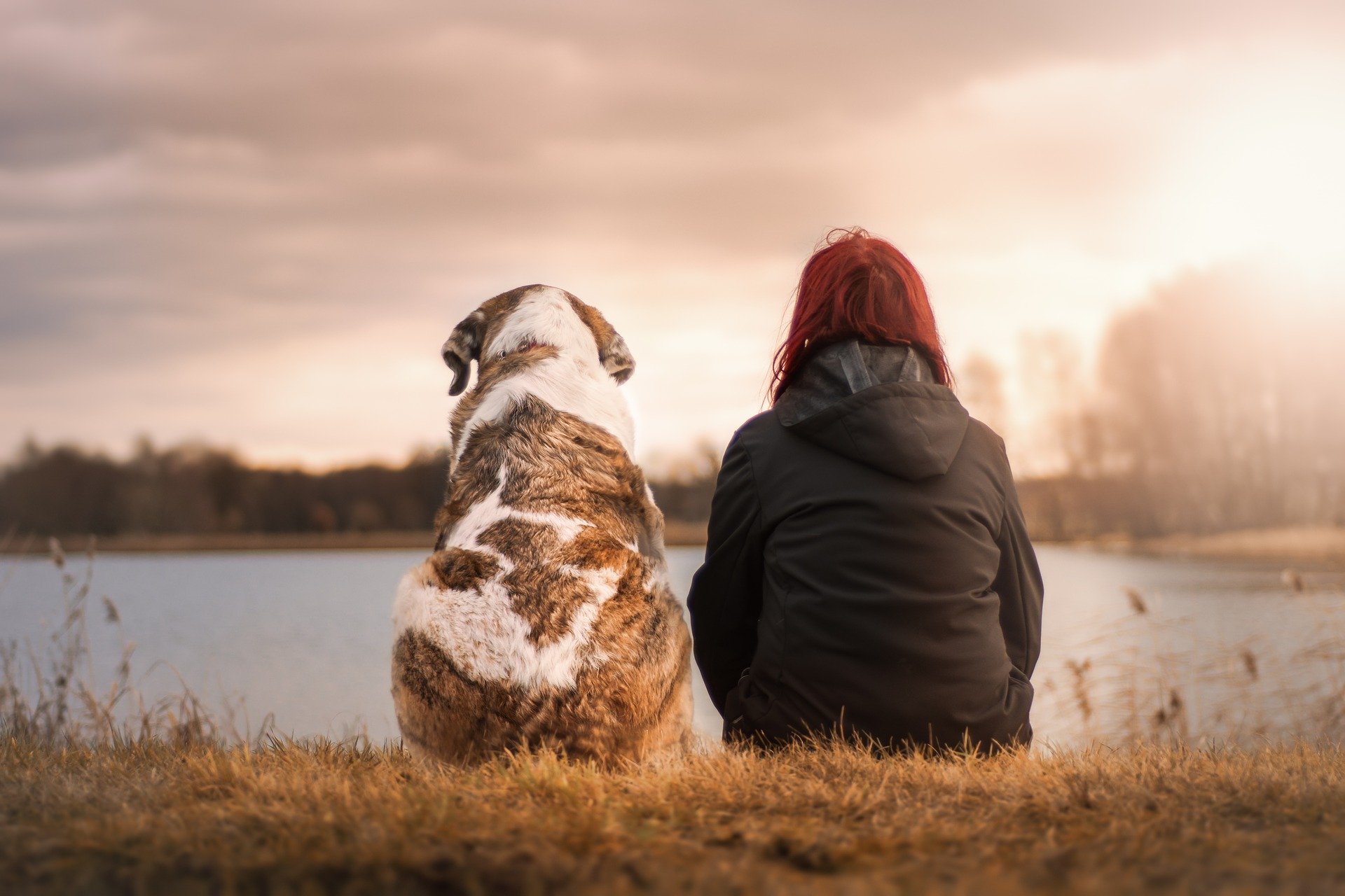 how do dogs interact with humans